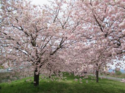 GW長野温泉と桜満喫の旅（３）