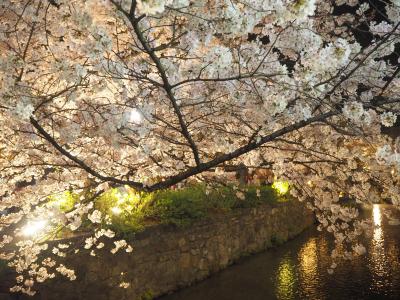 青春１８きっぷの旅 ２０１９年春 平成最後の桜を求めて ［６］ ～京都、祇園白川ライトアップ～
