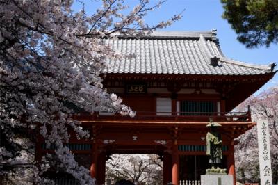 日本さくら名所100選 野田市清水公園へお花見 そして「こうのとりの里」！