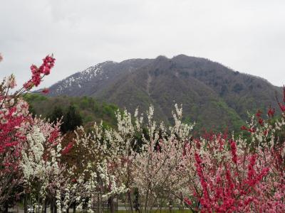 越前大野の芝桜と越前下山の花桃