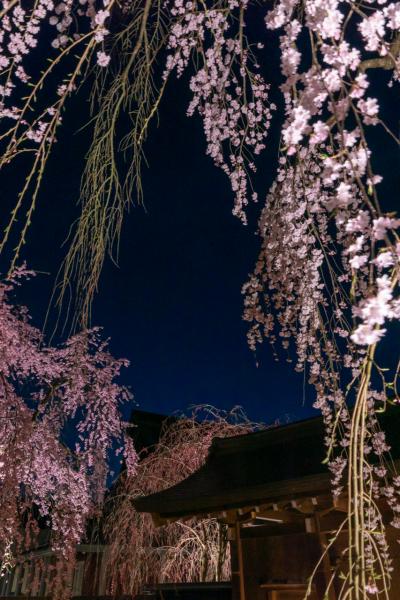 初春の旅 秋田（前編）_角館の桜