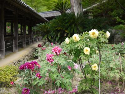 奈良・二日目（長谷寺～谷瀬のつり橋～湯泉地温泉）②