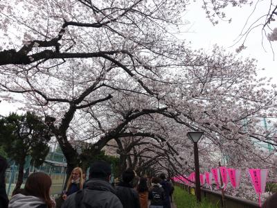滝のような桜、目黒川のお花見
