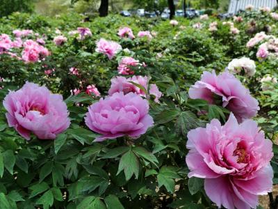 埼玉の花めぐり　東松山～本庄～越生