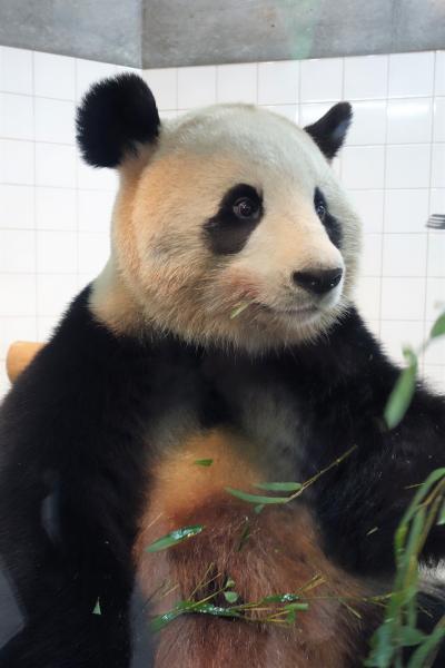 ☆赤ちゃんパンダ彩浜に会いに行こう その2☆
