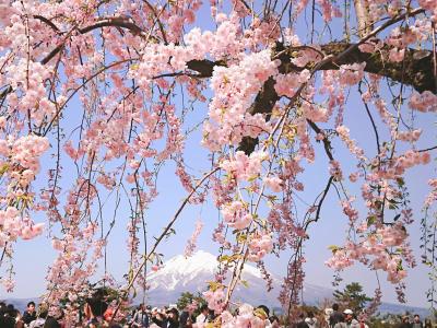 【弘前】　桜前線を追いかけて②　3日目