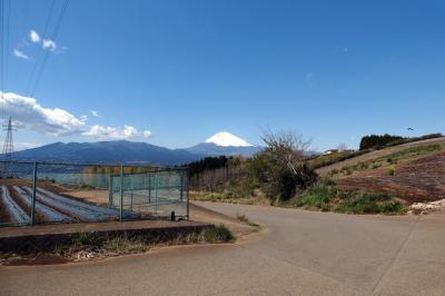 ０２．三島市佐野見晴台（ビューティータウン）の桜並木　片平山公園　やまばと公園　三島市佐野体験農園 トマトの雨除けの設営 極早生玉葱の収穫　