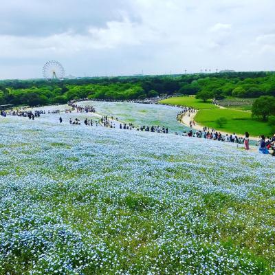 2018年4月 ひたち海浜公園で「ネモフィラ」鑑賞＆めんたいパーク大洗