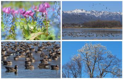 春を告げる花たち探訪とマガンの寄留地