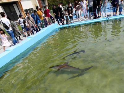 2019.5徳島高知ドライブ旅行8－さめが泳ぐ25mプール　むろと廃校水族館，室戸世界ジオパークセンター