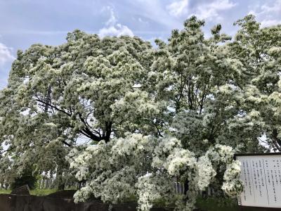 名鉄ハイキング「若宮八幡社のなんじゃもんじゃと名産守口漬」コースに参加&尾張富士 登頂