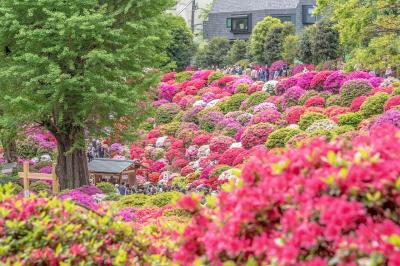 満開のつつじとレトロな町並み谷根千を歩く。