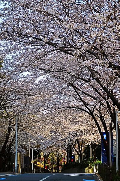 都内桜名所-3　六本木さくら坂　公園に隣接　☆六本木ヒルズから歩いて近く