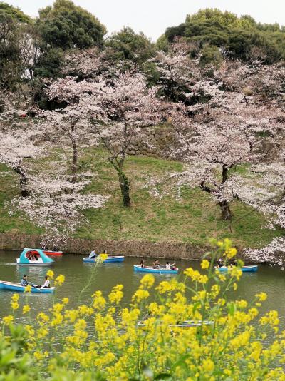 都内桜名所-5　千鳥ヶ淵緑道　老木桜に貫禄がでて　☆満開近くで人出も多く