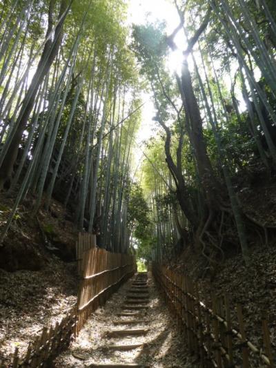 千葉・佐倉の雰囲気ある街並み・お花見とチューリップ畑2019①～城下町と竹林、城址の桜～