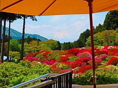 つつじを見に箱根へ　2日目