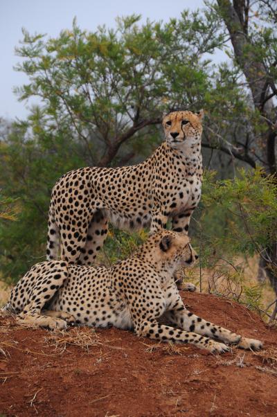 絶景を求めて南アフリカ・サファリの旅その04～クルーガー国立公園／やったぜビッグファイブをコンプリート！サファリ3・4日目