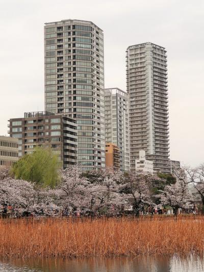 都内桜名所10　上野恩賜公園　不忍池・桜めぐり　☆弁天堂-遊歩道-下町風俗資料館