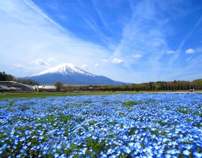 富士が背景にあるだけでご飯３杯イケちゃう気分～ネモフィラも芝桜も