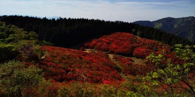 一足早く葛城山の躑躅を愛でに