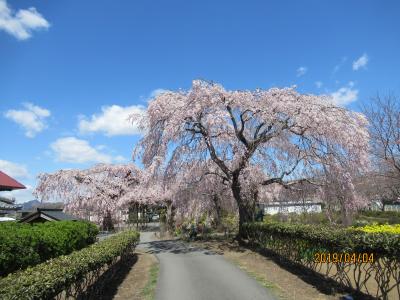 長福寺の枝垂れ桜