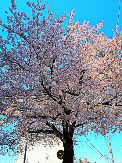 鎌ケ谷市開花測定木　さくら満開・お見事！　☆〔令和〕発表の4月１日に