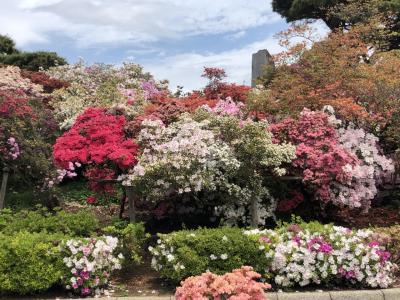 令和元年の春　～群馬・館林～