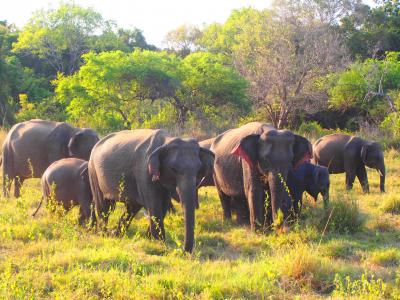 2017年 G.W. スリランカ旅行 駆け足1週間の旅(ダンブッラ・シギリヤ・キャンディ・ゴール)