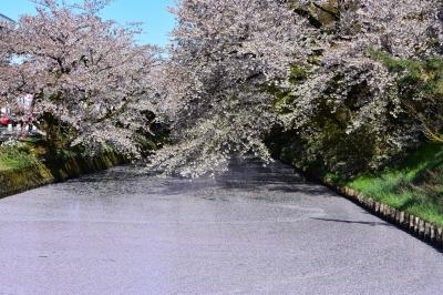 弘前さくらまつりで花筏　【東北遠征2日目午前】