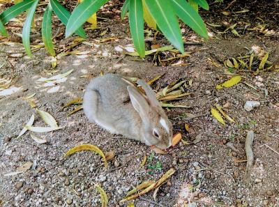 ハローキティ新幹線で行く大久野島日帰り旅