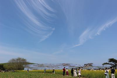 ひたち海浜公園のネモフィラ