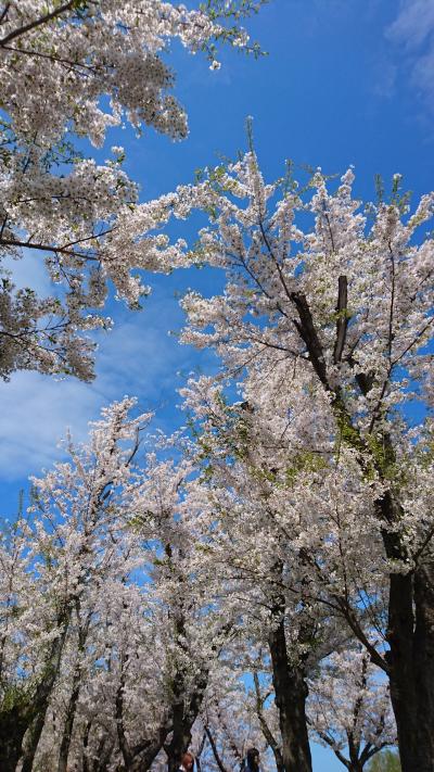 201905,よもぎを採ってよもぎ餅,桜満開,3世代で道の駅あいロード厚田