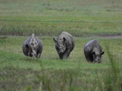 ケニア・タンザニアでサファリ（タンザニア２日目）カラトゥ⇒ンゴロンゴロ⇒セレンゲティ