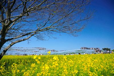 ばばあの気まま一人日帰り旅!~あこがれのネモフィラを(サラッと)見に行くバスツアーの旅~