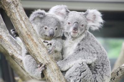 平成最後のレッサーパンダ動物園はGWの埼玉こども動物自然公園（３）午後編：巣に戻るペンギンや夕方で元気なレッサーパンダ～帰宅拒否ナマケモノ