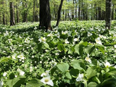 2019.5 春・北海道ガーデン街道花巡り…「花～♪花～♪花～♪花～♪…花咲く六花亭」、満開のオオバナノエンレイソウ