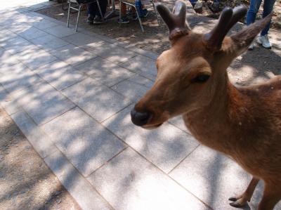 GW後に奈良へ！　近鉄特急日帰りの旅