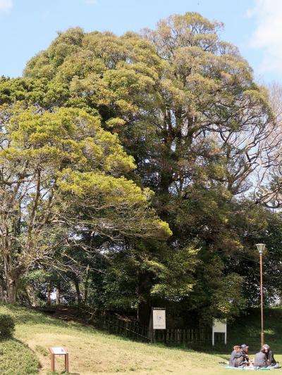 佐倉-3　佐倉城址公園　時の流れを感じる空間　☆姥ヶ池・夫婦モッコク・歩兵連隊遺構など