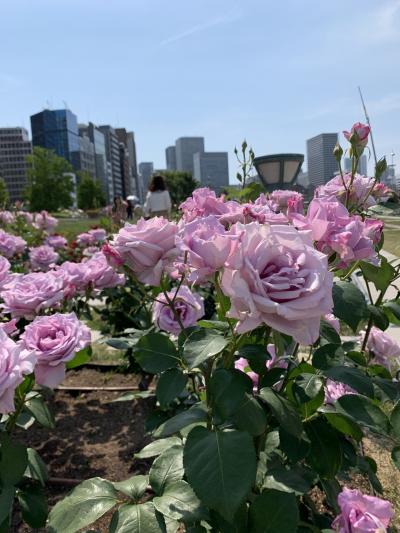 【薔薇の季節♪に心惹かれて】満開の中之島バラ園 ２０１９　②