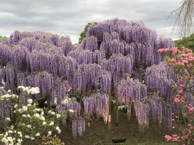 佐野に泊まって栃木と群馬を旅する～その1