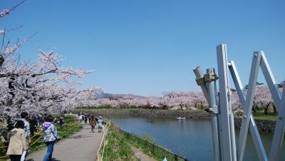 ゴールデンウィーク　桜