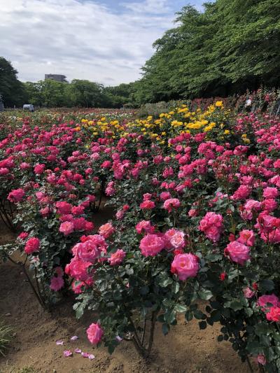2019/5 与野公園 素晴らしい薔薇園 お散歩記録 