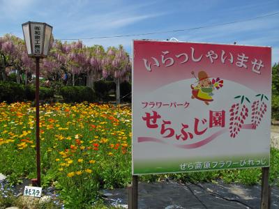 せらふじ園に行ってミタ。　広島県　世羅町