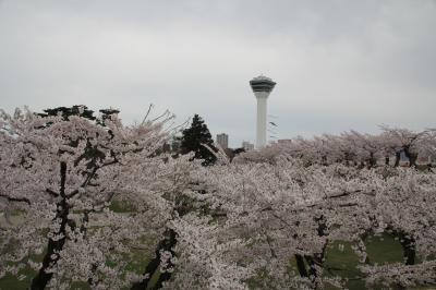 201904-05GW-04_函館五稜郭の桜と鹿部町　Sakura in Goryokaku (Hokkaido)