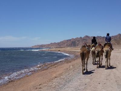 シャルム エル シェイク ダイビング に関する旅行記 ブログ フォートラベル エジプト Sharmelsheikh