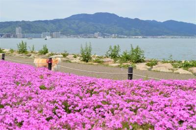 大津☆湖岸なぎさ公園　湖岸に映える芝桜にうっとり☆彡