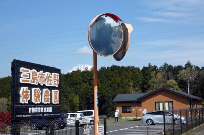 三島文教町の銀杏並木 竹沢園芸種苗　三島市佐野体験農園 トマトの定植 極早生玉葱の収穫　