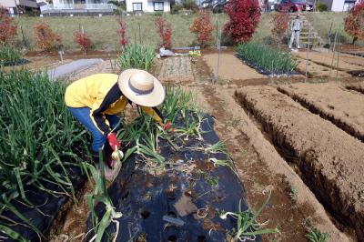 ０２．三島市佐野体験農園 夏野菜の定植 春蒔き大根の種蒔 トマトの雨除けづくり 極早生玉葱の収穫