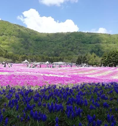 富士芝桜まつりに行ってきました！