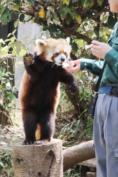 春のよこはまズーラシア～飼育の日と20周年の間の週末（２）２大ミッションのリンゴタイムのレッサーパンダとゴールデンターキンの赤ちゃんまで